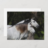 Bob Langrish | Zwei Andalusier Stehend Postkarte (Vorne/Hinten)