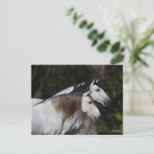 Bob Langrish | Zwei Andalusier Stehend Postkarte (Stehend Vorderseite)