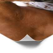 Bob Langrish | Zwei Appaloosa Foals Meeting Poster (Ecke)