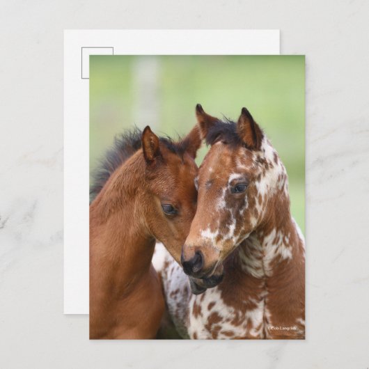 Bob Langrish | Zwei Appaloosa Foals Meeting Postkarte (Vorne/Hinten)
