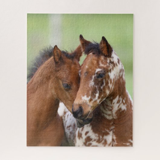 Bob Langrish | Zwei Appaloosa Foals Meeting Puzzle (Vertikal)