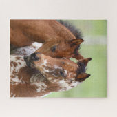 Bob Langrish | Zwei Appaloosa Foals Meeting Puzzle (Horizontal)