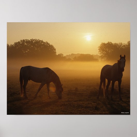 Bob Langrish zwei Araber Stehend in Nebel bei Sonn Poster (Vorne)