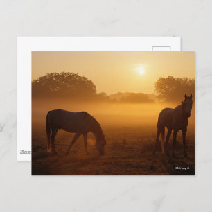 Bob Langrish zwei Araber Stehend in Nebel bei Sonn Postkarte