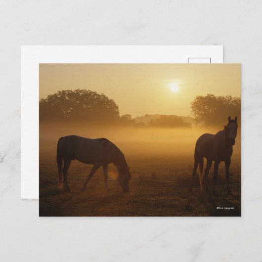 Bob Langrish zwei Araber Stehend in Nebel bei Sonn Postkarte (Vorne/Hinten)