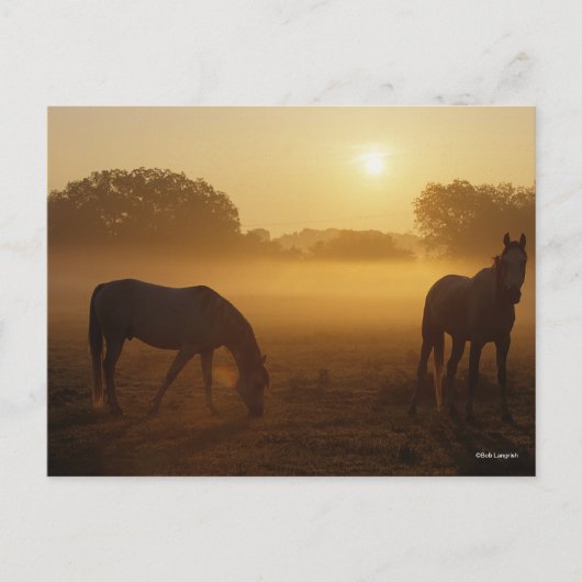 Bob Langrish zwei Araber Stehend in Nebel bei Sonn Postkarte (Vorderseite)
