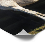 Bob Langrish | Zwei arabische Maden, die im Sonnen Poster (Ecke)