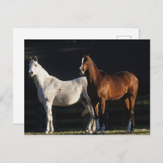 Bob Langrish | Zwei arabische Maden, die im Sonnen Postkarte (Vorne/Hinten)