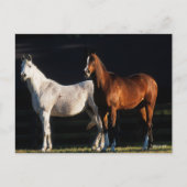 Bob Langrish | Zwei arabische Maden, die im Sonnen Postkarte (Vorderseite)