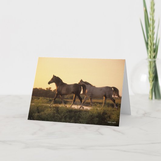 Bob Langrish | Zwei arabische Pferde bei Sonnenunt Karte (Vorderseite)