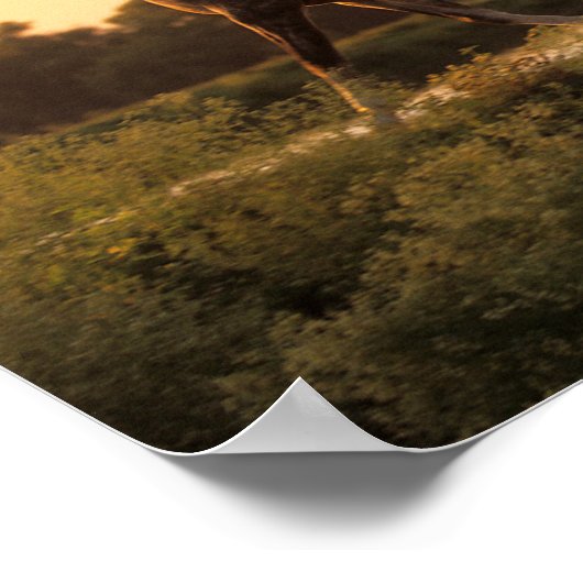 Bob Langrish | Zwei arabische Pferde bei Sonnenunt Poster (Ecke)