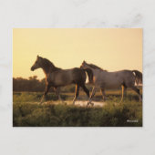 Bob Langrish | Zwei arabische Pferde bei Sonnenunt Postkarte (Vorderseite)