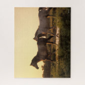 Bob Langrish | Zwei arabische Pferde bei Sonnenunt Puzzle (Vertikal)