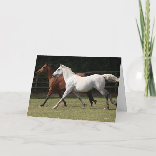 Bob Langrish | Zwei Arabische Pferde, die zusammen Karte (Vorderseite)