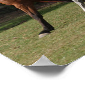 Bob Langrish | Zwei Arabische Pferde, die zusammen Poster (Ecke)