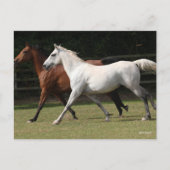 Bob Langrish | Zwei Arabische Pferde, die zusammen Postkarte (Vorderseite)