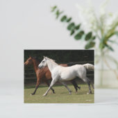 Bob Langrish | Zwei Arabische Pferde, die zusammen Postkarte (Stehend Vorderseite)