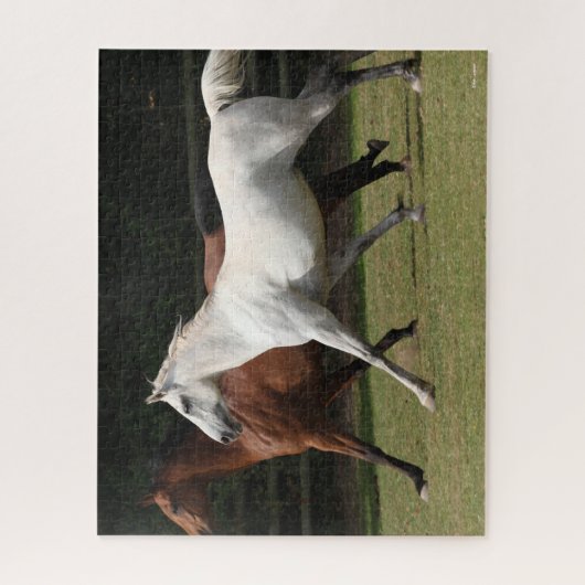 Bob Langrish | Zwei Arabische Pferde, die zusammen Puzzle (Vertikal)