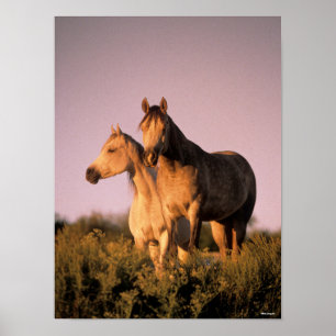 Bob Langrish   Zwei arabische Pferde stehen bei So Poster