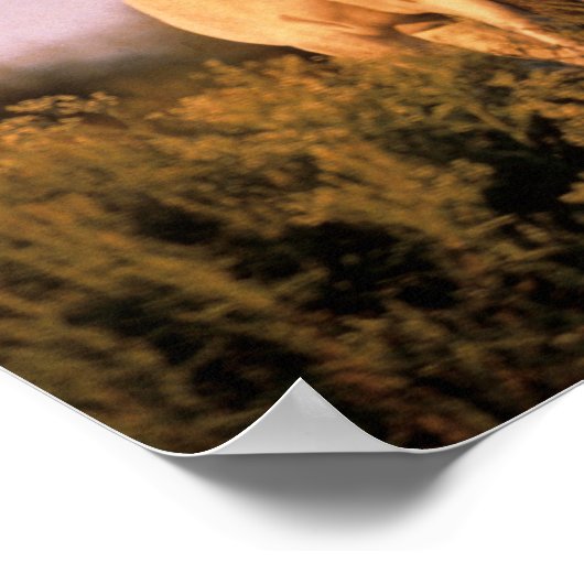 Bob Langrish | Zwei arabische Pferde Stehend bei S Poster (Ecke)