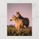 Bob Langrish | Zwei arabische Pferde Stehend bei S Postkarte (Vorderseite)