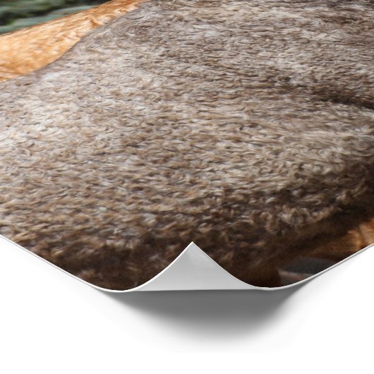 Bob Langrish | Zwei Bashkir Curses Headshot Poster (Ecke)