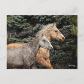 Bob Langrish | Zwei Bashkir Curses Headshot Postkarte (Vorderseite)