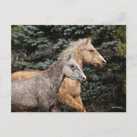 Bob Langrish | Zwei Bashkir Curses Headshot Postkarte (Vorderseite)