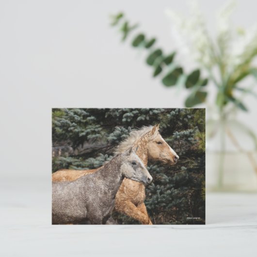 Bob Langrish | Zwei Bashkir Curses Headshot Postkarte (Stehend Vorderseite)