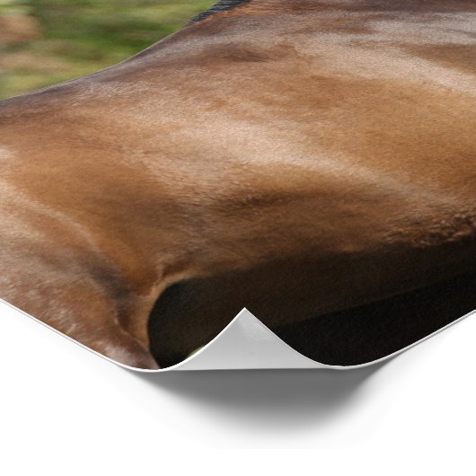 Bob Langrish | Zwei braune andalusische Pferde lau Poster (Ecke)