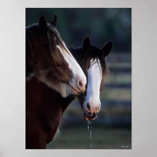 Bob Langrish | Zwei Clydesdale Pferde Headshot Poster (Vorne)