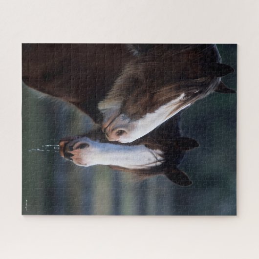 Bob Langrish | Zwei Clydesdale Pferde Headshot Puzzle (Horizontal)