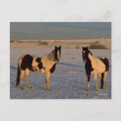 Bob Langrish | Zwei farbige Pferde im Schnee Postkarte (Vorderseite)