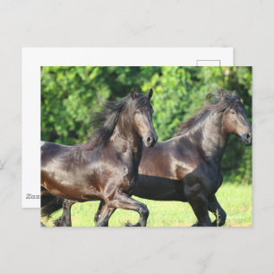 Bob Langrish   Zwei Friesianer laufen zusammen Postkarte
