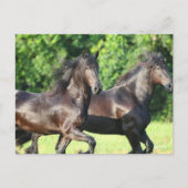 Bob Langrish | Zwei Friesianer laufen zusammen Postkarte (Vorderseite)