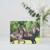 Bob Langrish | Zwei Friesianer laufen zusammen Postkarte (Stehend Vorderseite)