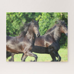 Bob Langrish   Zwei Friesianer laufen zusammen Puzzle