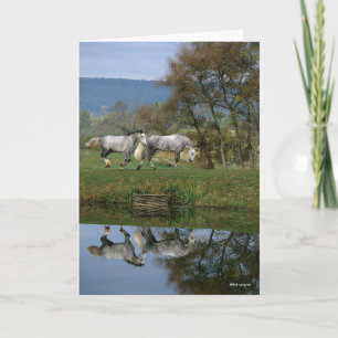 Bob Langrish   Zwei Gemeine Warmblüten am See Karte