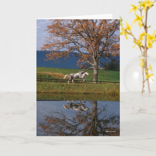 Bob Langrish | Zwei Gemeine Warmblüten am See Karte (Gelbe Blume)