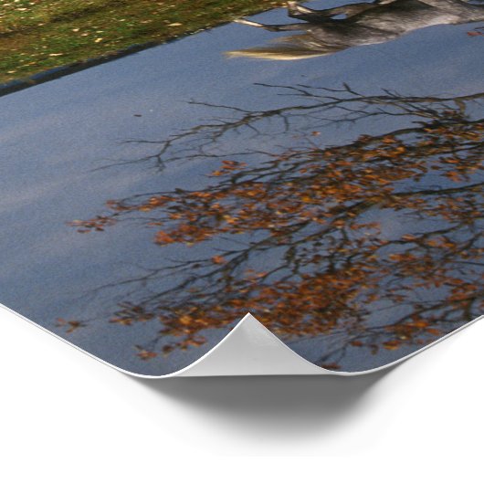 Bob Langrish | Zwei Gemeine Warmblüten am See Poster (Ecke)