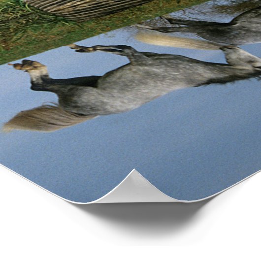 Bob Langrish | Zwei Gemeine Warmblüten am See Poster (Ecke)