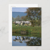 Bob Langrish | Zwei Gemeine Warmblüten am See Postkarte (Vorne/Hinten)