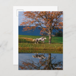 Bob Langrish   Zwei Gemeine Warmblüten am See Postkarte