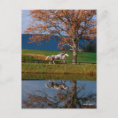 Bob Langrish | Zwei Gemeine Warmblüten am See Postkarte (Vorderseite)