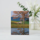 Bob Langrish | Zwei Gemeine Warmblüten am See Postkarte (Stehend Vorderseite)