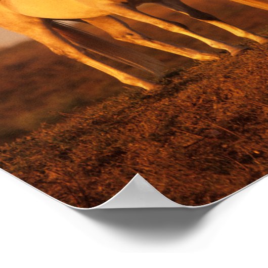 Bob Langrish | Zwei Grauarabäer Stehend bei Sunset Poster (Ecke)