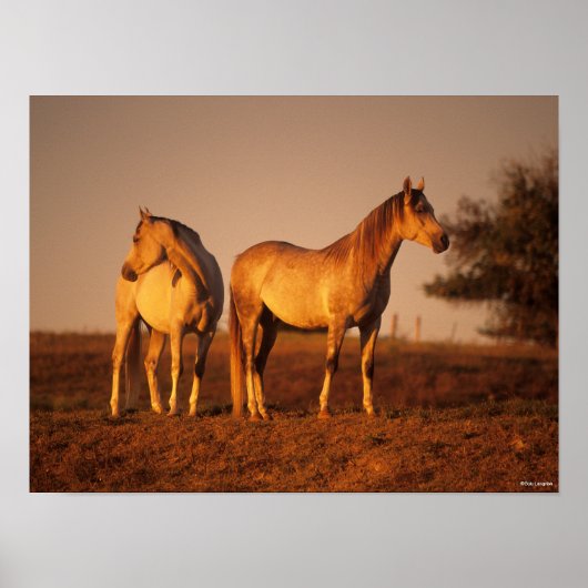 Bob Langrish | Zwei Grauarabäer Stehend bei Sunset Poster (Vorne)