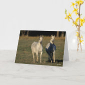 Bob Langrish | Zwei graue Araber, die zusammenlauf Karte (Gelbe Blume)