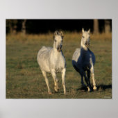 Bob Langrish | Zwei graue Araber, die zusammenlauf Poster (Vorne)