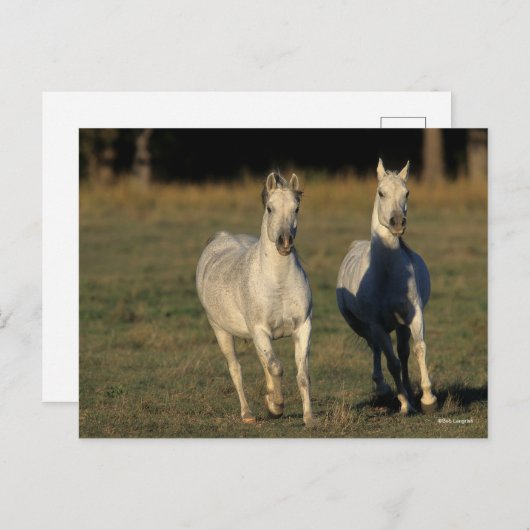 Bob Langrish | Zwei graue Araber, die zusammenlauf Postkarte (Vorne/Hinten)